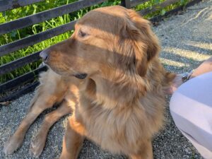 Golden Retriever named Abbot needs to be Adopted.