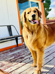 Waffle Abbott Tongue Out