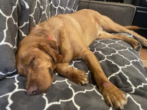 Redford Asleep on Couch