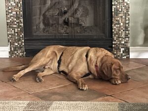 Redford Sleeps by Fireplace