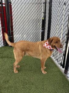 Redford at fence
