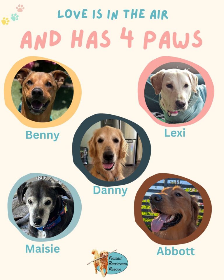 Instagram post from fetchinretrieversrescue. This post is in position 8.