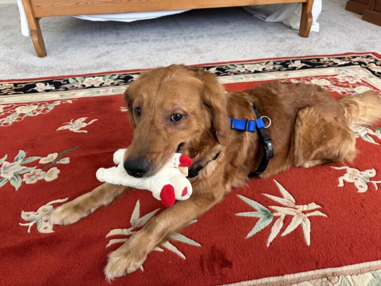 Instagram post from fetchinretrieversrescue. This post is in position 2.