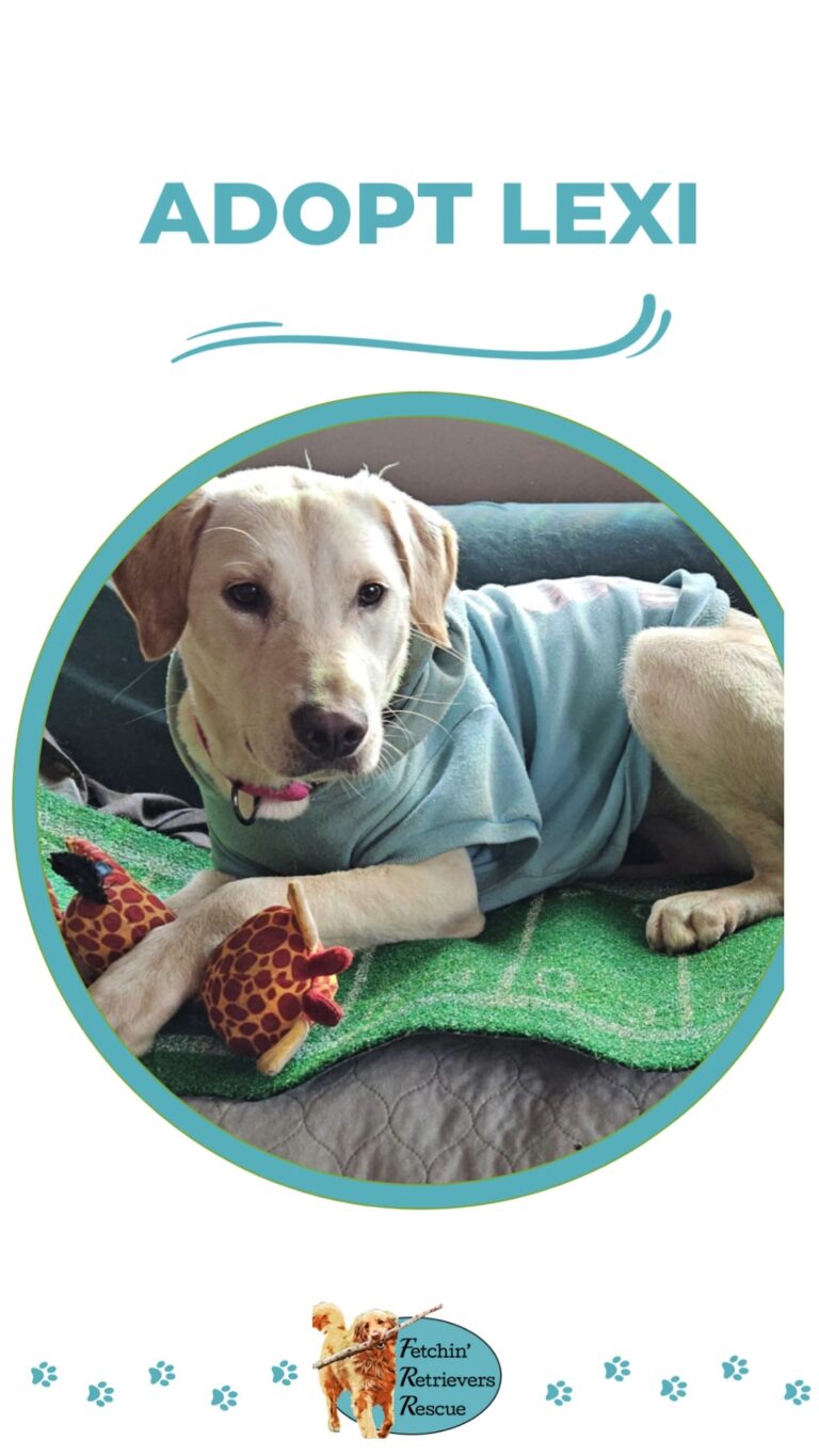Instagram post from fetchinretrieversrescue. This post is in position 10.