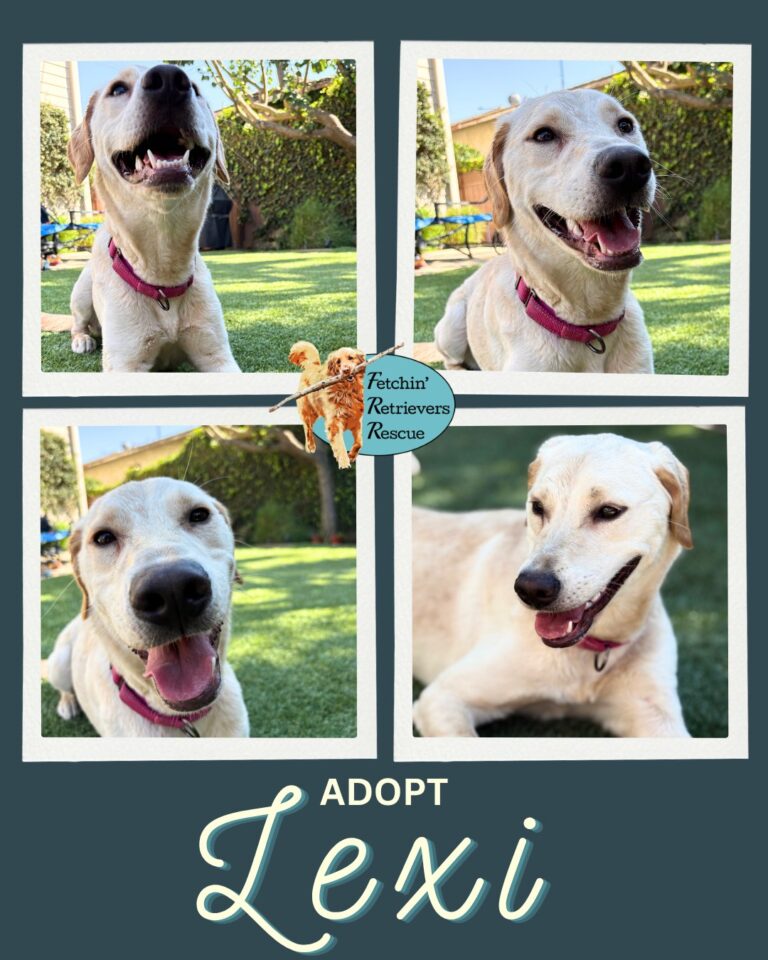 Instagram post from fetchinretrieversrescue. This post is in position 3.