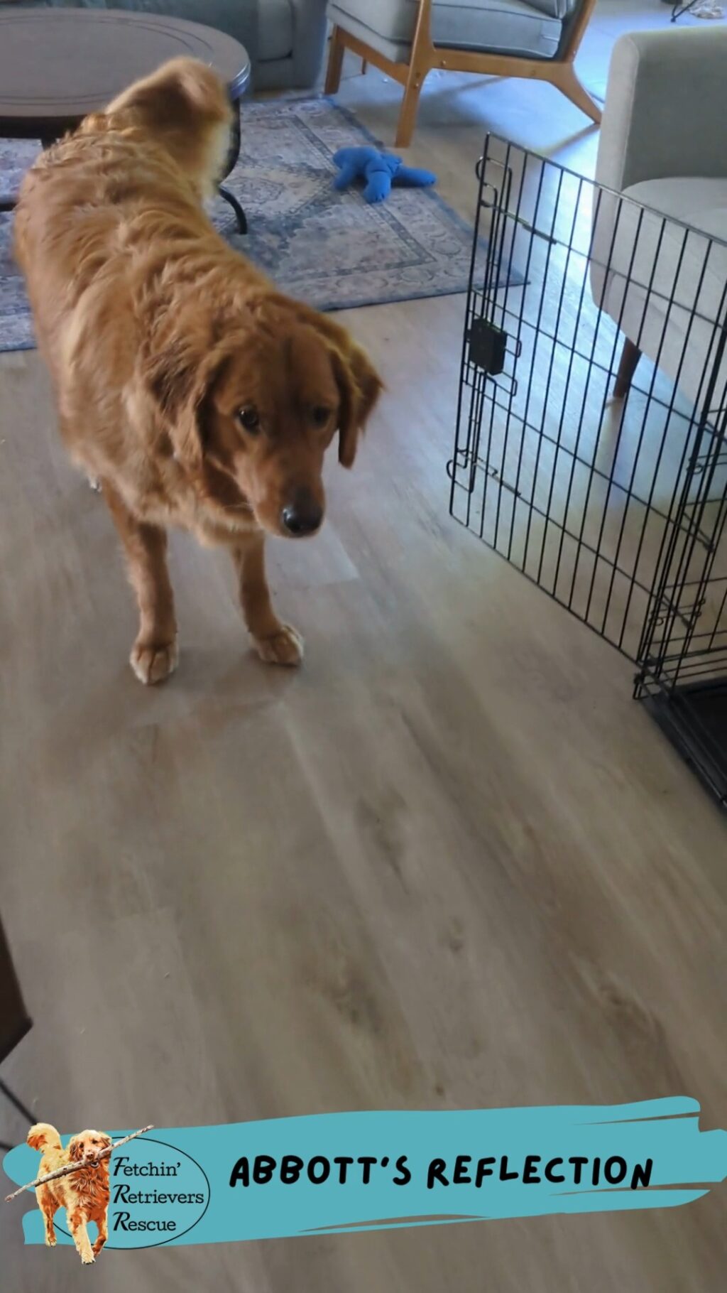 Instagram post from fetchinretrieversrescue. This post is in position 7.