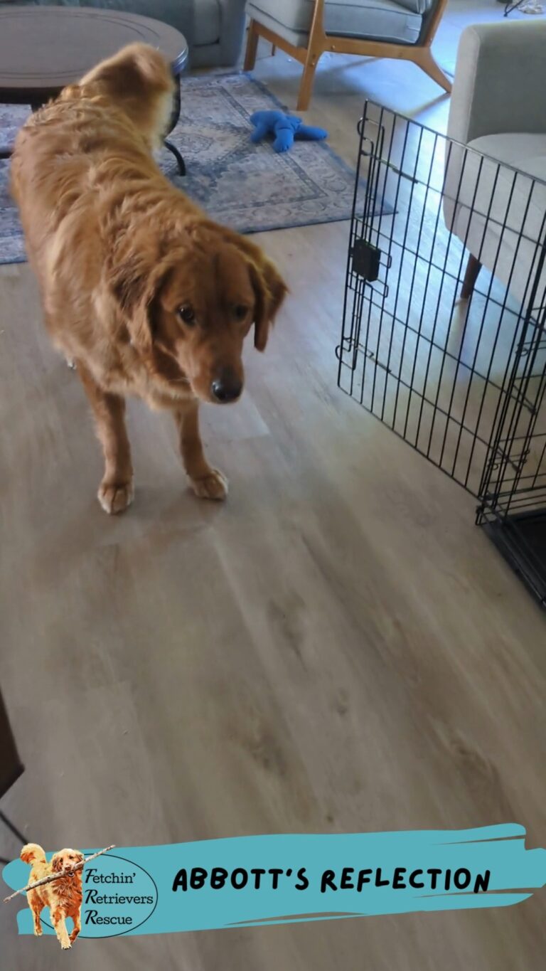 Instagram post from fetchinretrieversrescue. This post is in position 7.