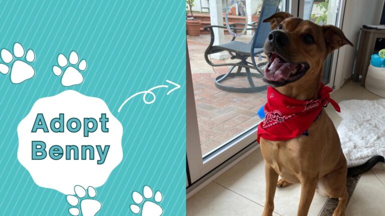 Instagram post from fetchinretrieversrescue. This post is in position 5.