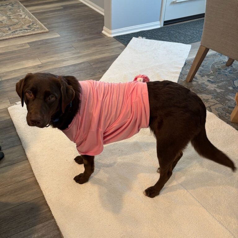 Instagram post from fetchinretrieversrescue. This post is in position 1.
