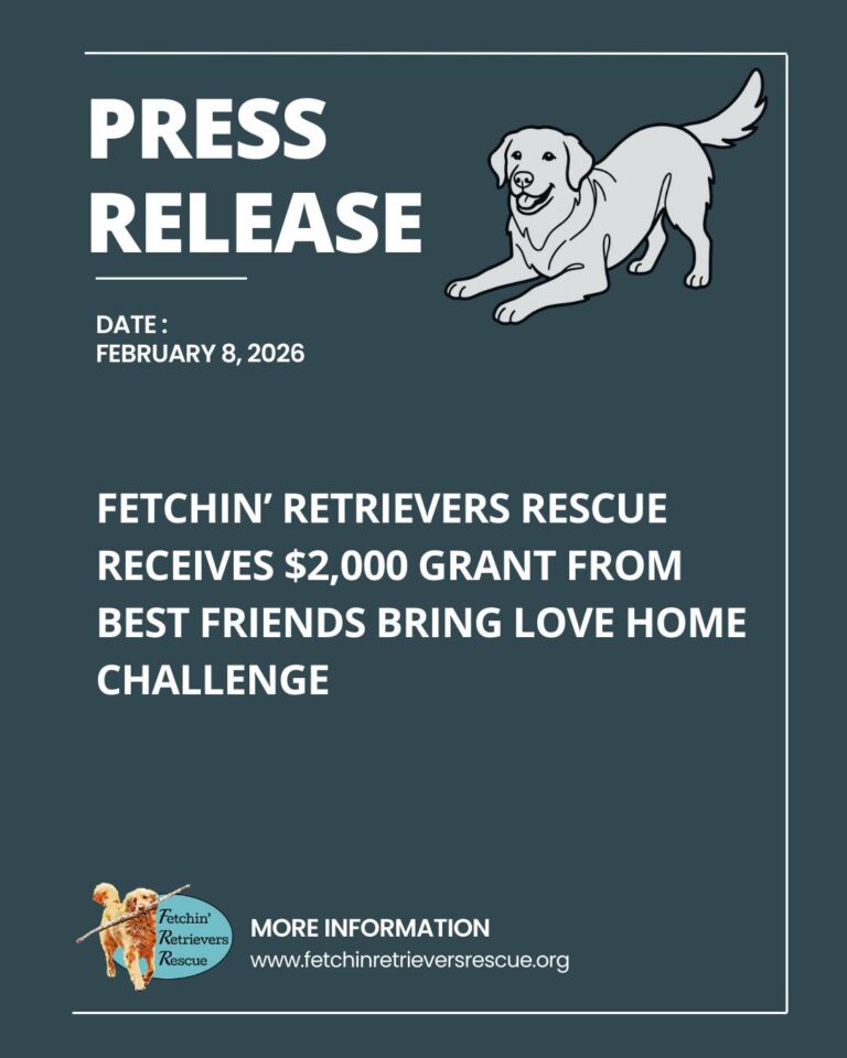 Instagram post from fetchinretrieversrescue. This post is in position 9.