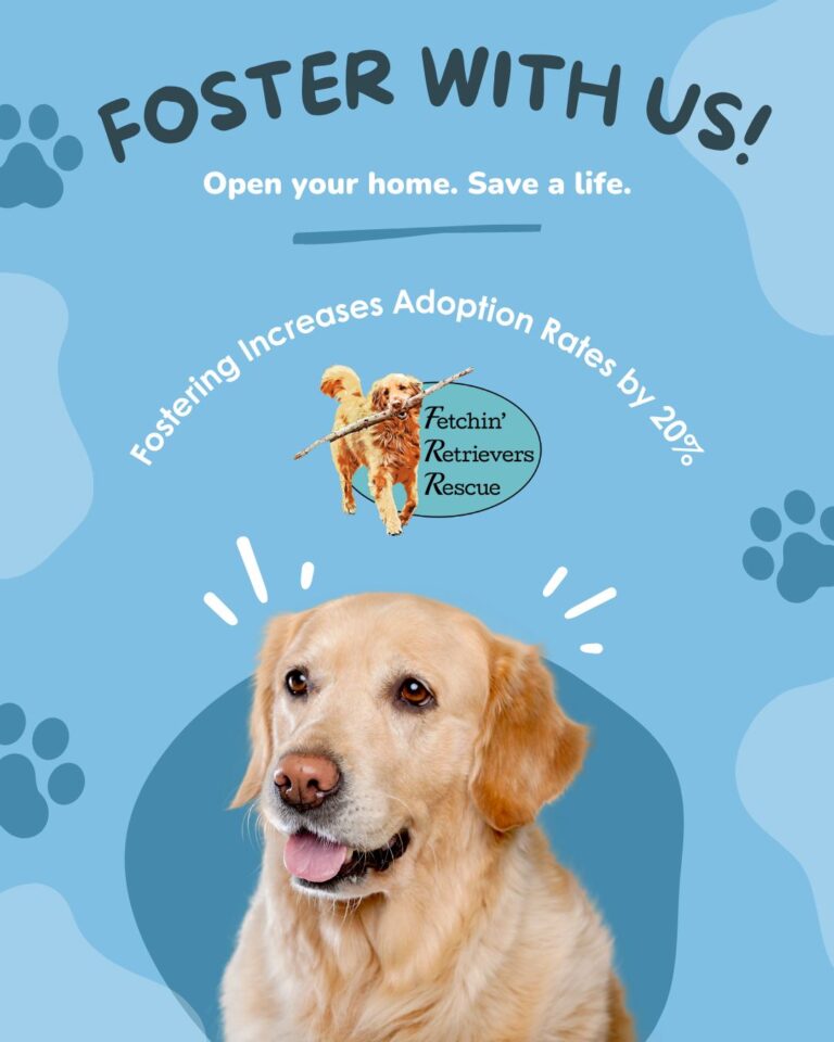 Instagram post from fetchinretrieversrescue. This post is in position 6.